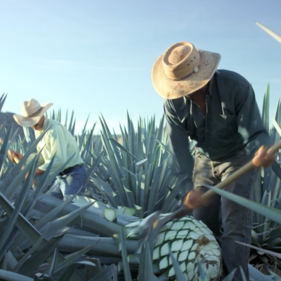 PATRON-Tequila-leads-industry-in-supporting-agave-farmers-to-achieve-GLOBALGAP-certification