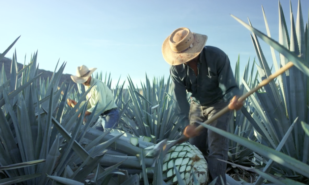 PATRON-Tequila-leads-industry-in-supporting-agave-farmers-to-achieve-GLOBALGAP-certification